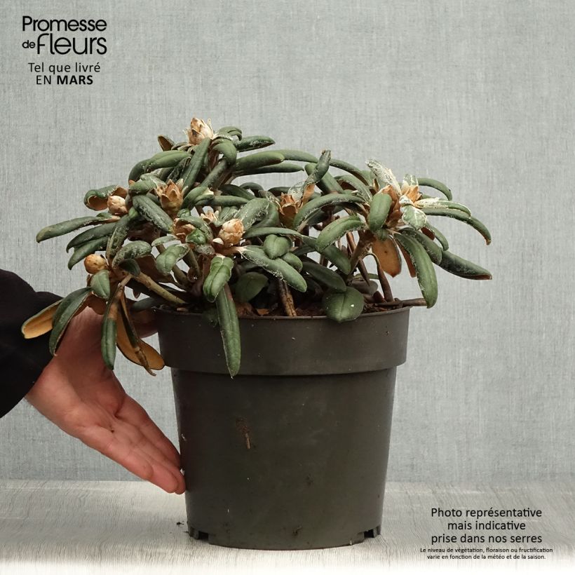 Rhododendron yakushimanum Koichiro Wada Maceta 4L/5L Ejemplar entregado en la primavera