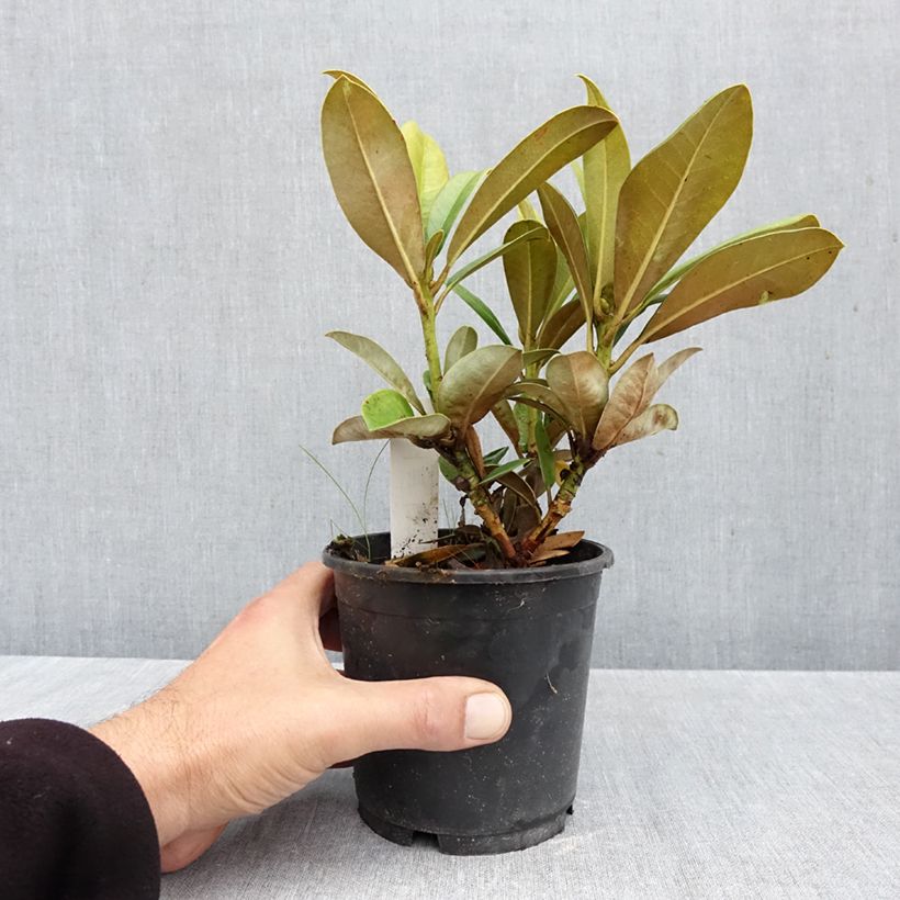 Ejemplar de Rhododendron yakushimanum Morgenrot Maceta de 12 cm / 13 cm entregado en otoño