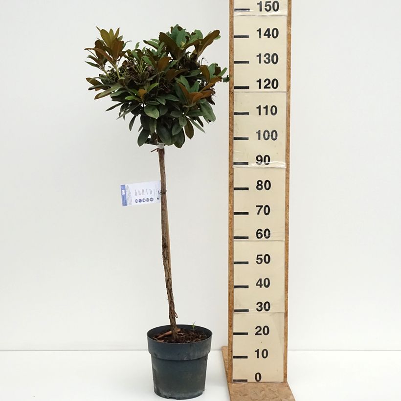 Ejemplar de Rhododendron yakushimanum Morgenrot Maceta 7,5L/10L, Tallo entregado en verano