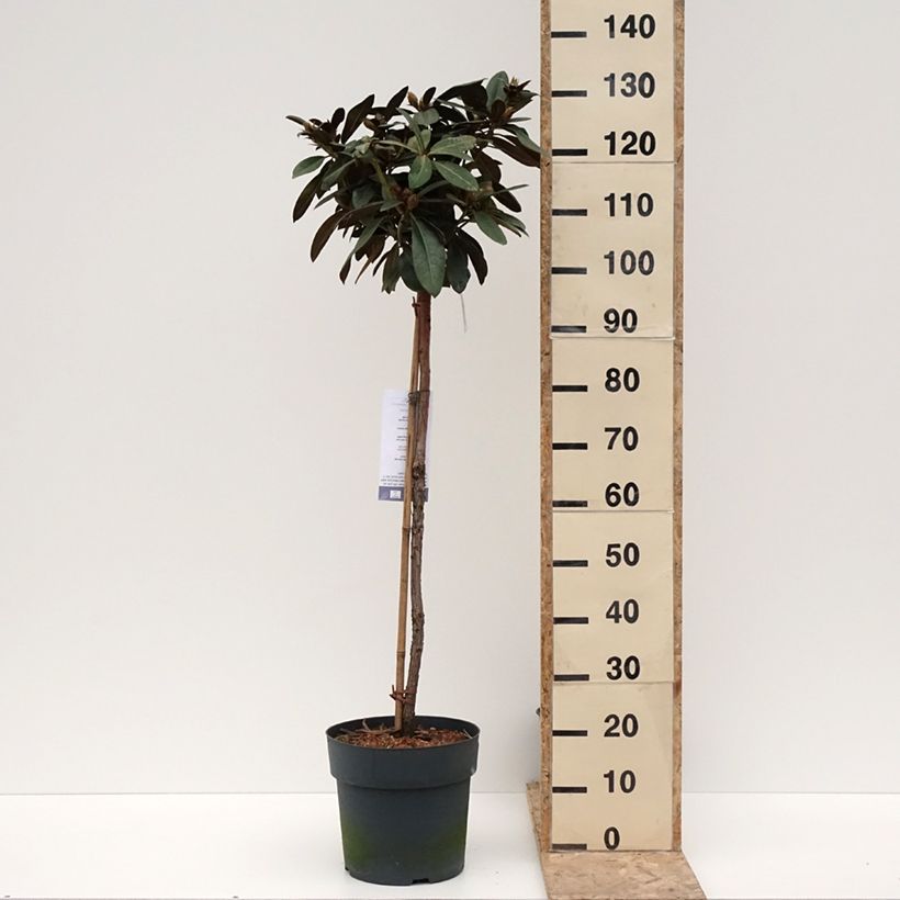 Rhododendron yakushimanum Morgenrot Maceta 7,5L/10L Ejemplar entregado en invierno