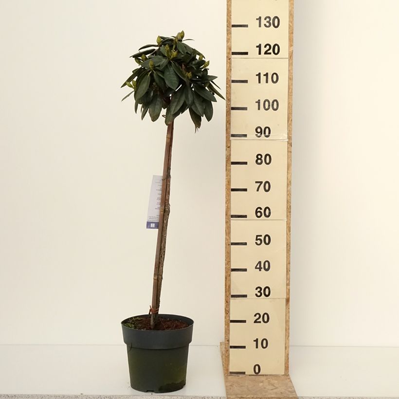 Rhododendron yakushimanum Polaris Maceta 7,5L/10L Ejemplar entregado en invierno