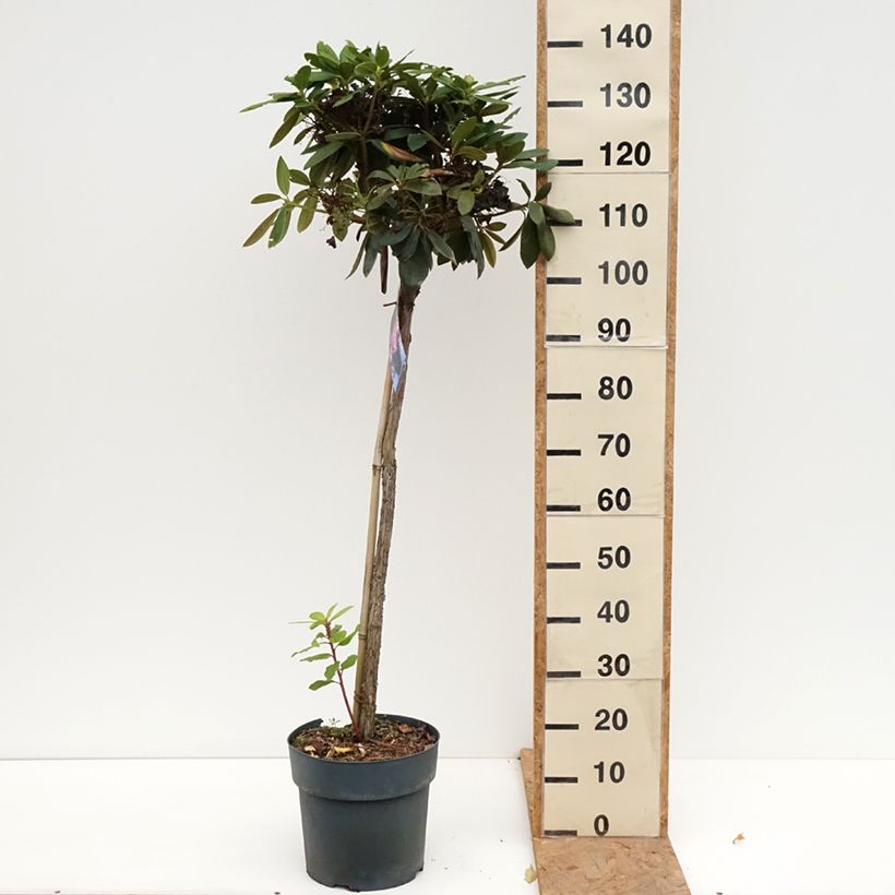 Ejemplar de Rhododendron yakushimanum Polaris Maceta 7,5L/10L, Tallo entregado en otoño