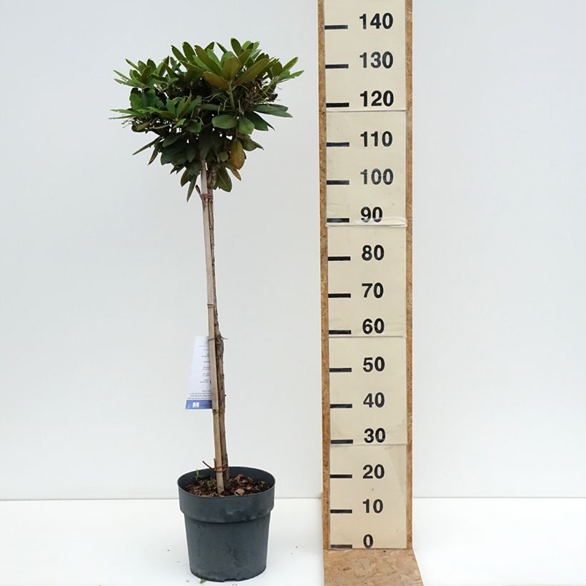 Ejemplar de Rhododendron yakushimanum Polaris Maceta 7,5L/10L, Tallo entregado en verano