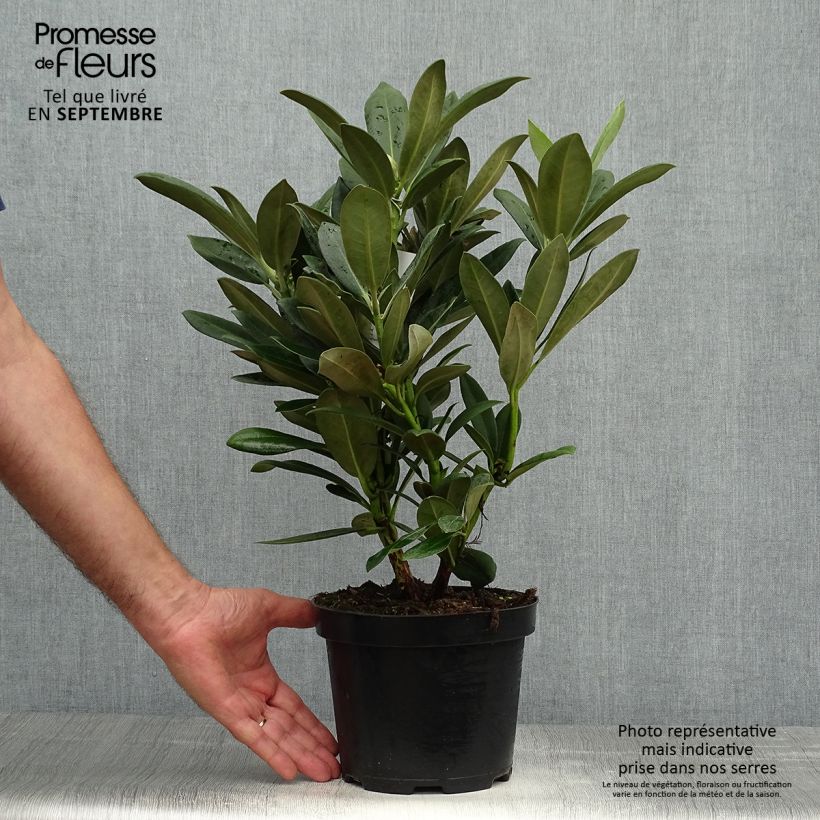 Ejemplar de Rhododendron yakushimanum Sneezy Maceta 2L/3L entregado en otoño
