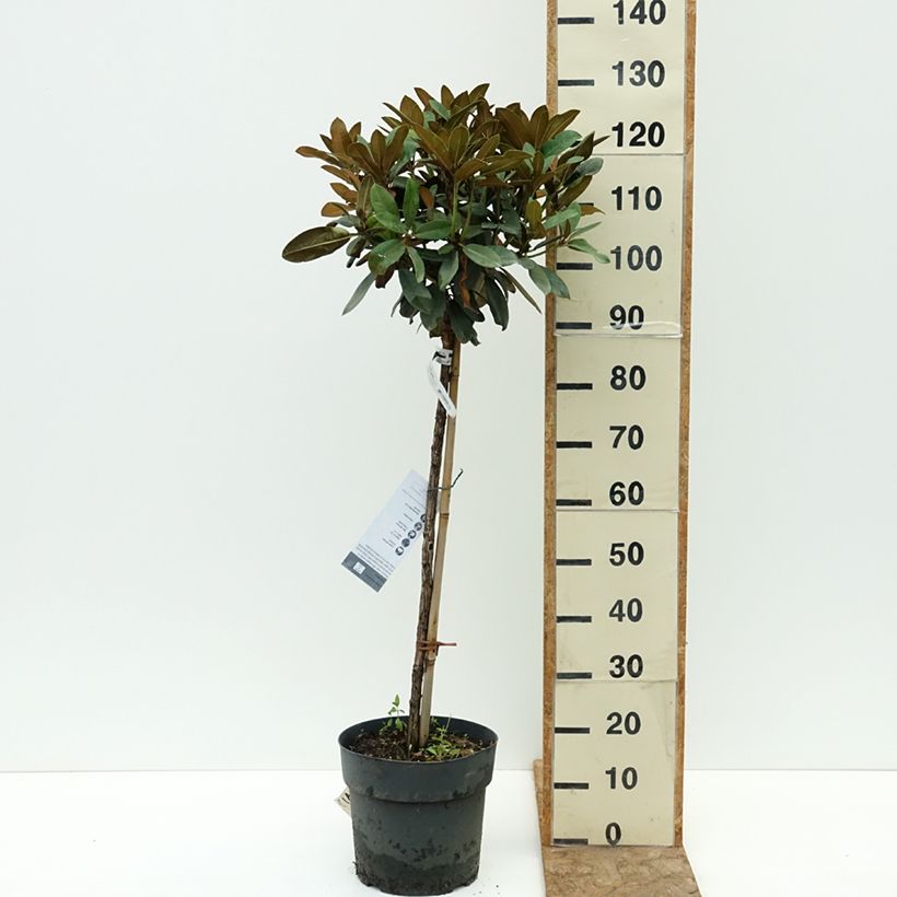 Ejemplar de Rhododendron yakushimanum Tina Heinje Maceta 7,5L/10L, Tallo entregado en verano