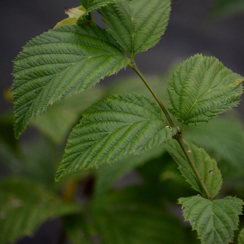 Rhodotypos scandens (Follaje)