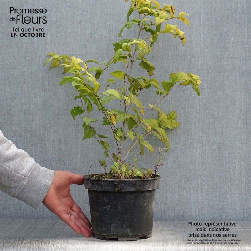 Ejemplar de Rhodotypos scandens Maceta 3L/4L entregado en otoño