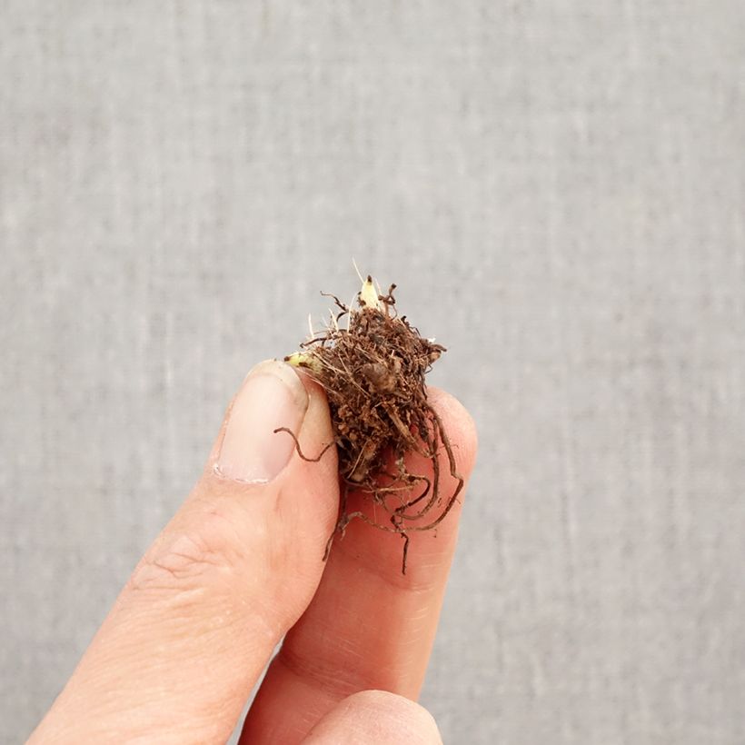 Rhodoxis Abigail Bulbo calibre I Ejemplar entregado en la primavera