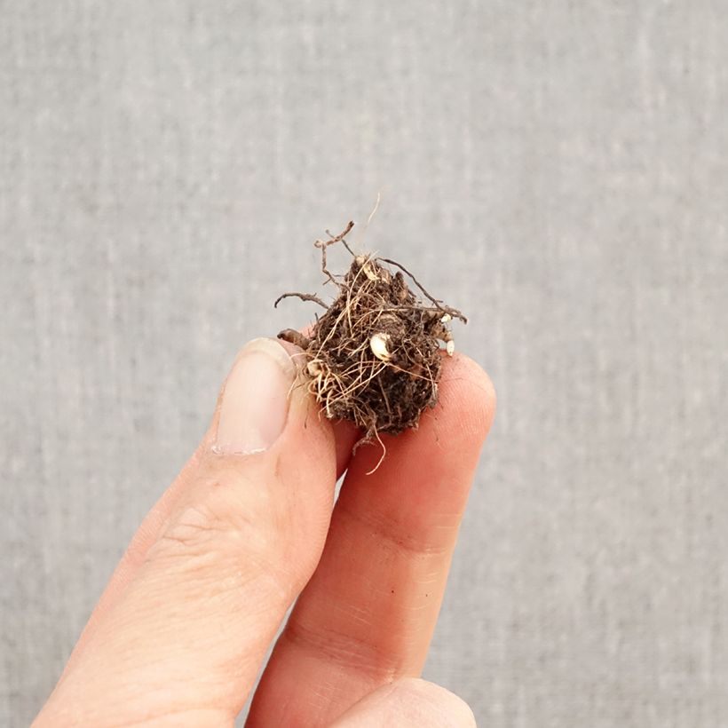 Rhodoxis Red Alert Bulbo calibre I Ejemplar entregado en la primavera