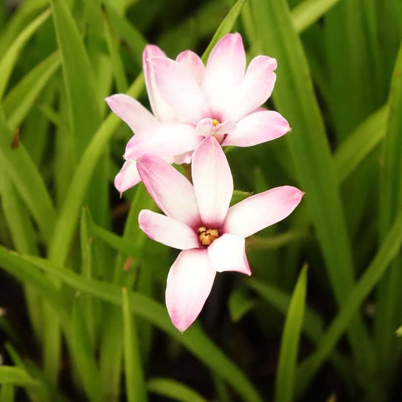 Rhodoxis Summer Stars Peppermint (Floración)