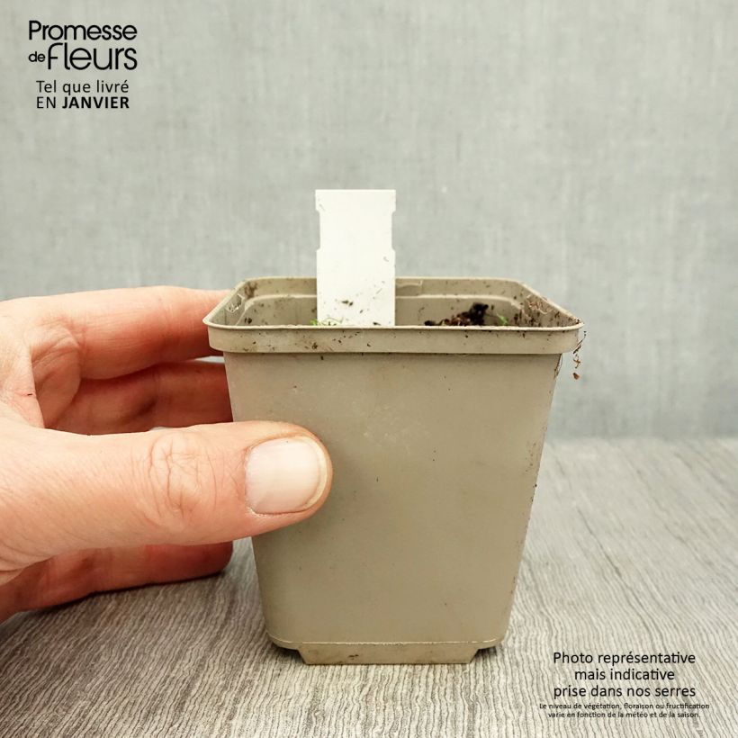 Rhodoxis Summer Stars Peppermint Maceta de 8/9 cm Ejemplar entregado en invierno