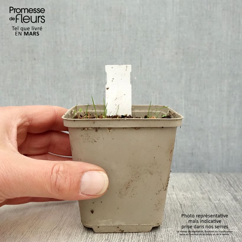 Rhodoxis Summer Stars Peppermint Maceta de 8/9 cm Ejemplar entregado en la primavera