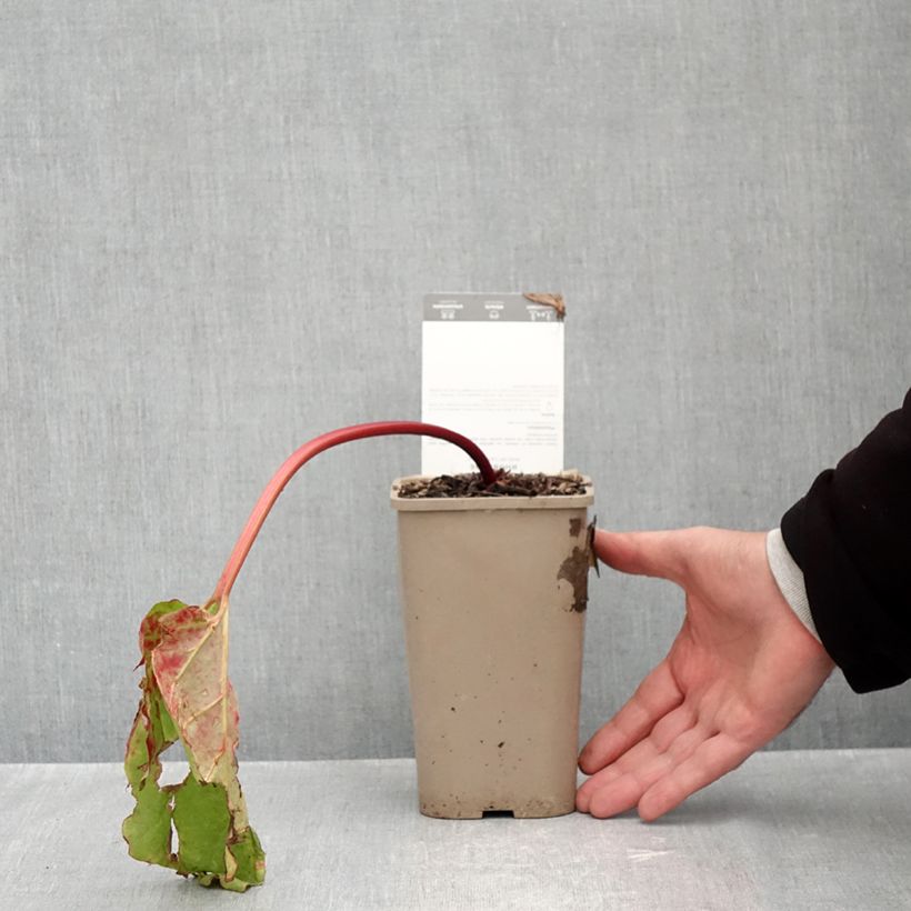 Ejemplar de Ruibarbo Canada Red Maceta 1L/1,5L entregado en otoño