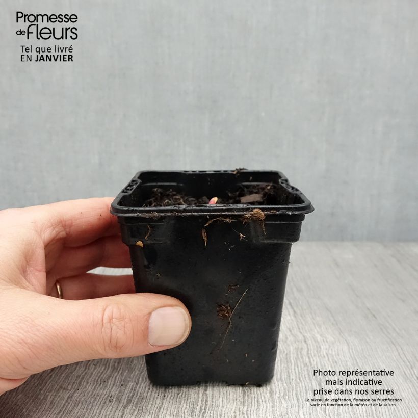 Ruibarbo Victoria Maceta de 8/9 cm Ejemplar entregado en invierno