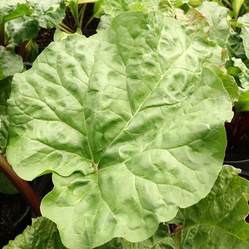 Rhubarbe Early Champagne (Follaje)