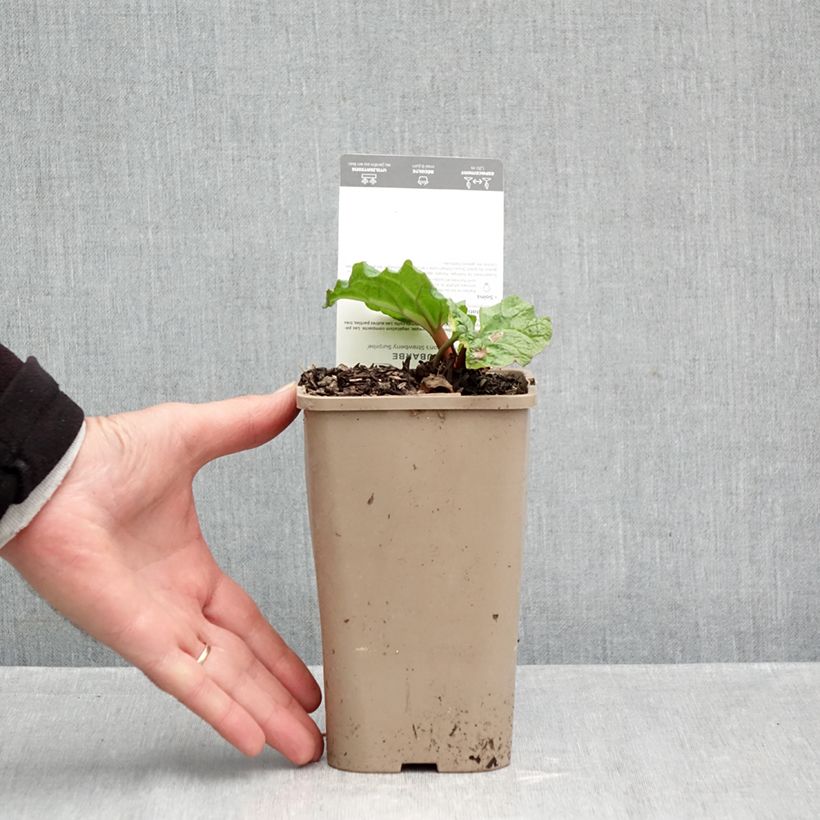 Ejemplar de Ruibarbo Fulton's Strawberry Surprise Maceta 1L/1,5L entregado en otoño