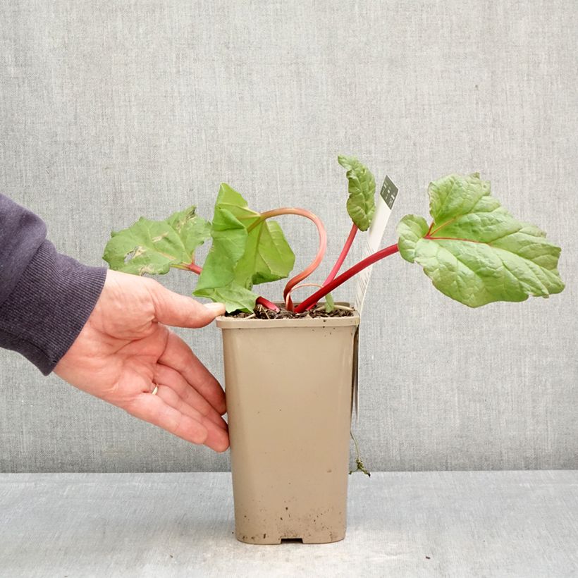 Ruibarbo Fulton's Strawberry Surprise Maceta 1L/1,5L Ejemplar entregado en la primavera