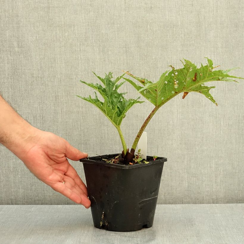 Ejemplar de Rheum palmatum var. tanguticum - Ruibarbo de levante Maceta 2L/3L entregado en verano