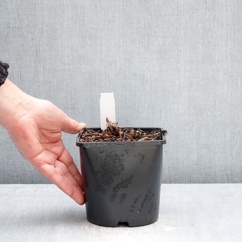 Rheum palmatum var. tanguticum - Ruibarbo de levante Maceta 2L/3L Ejemplar entregado en invierno