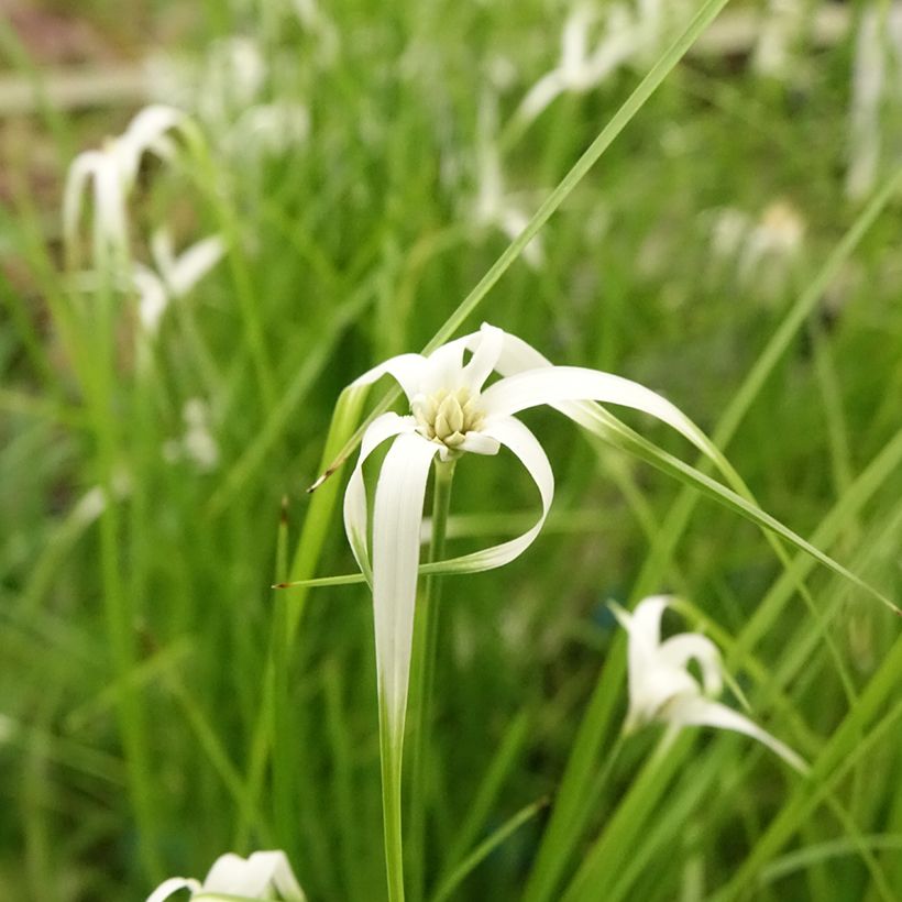 Rhynchospora colorata - Estrella blanca (Floración)