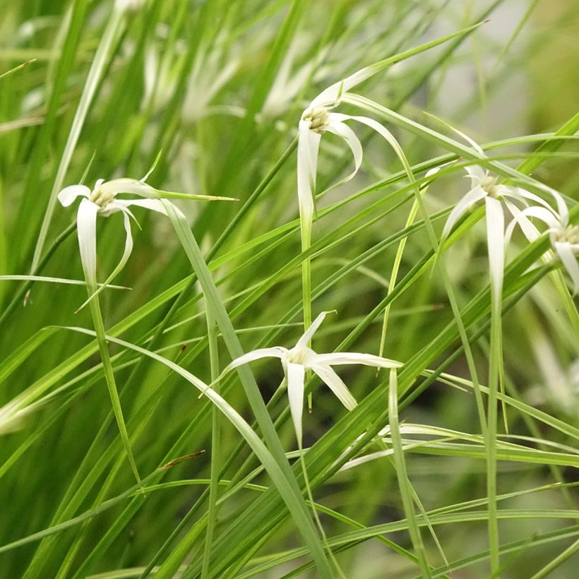 Rhynchospora colorata - Estrella blanca (Porte)