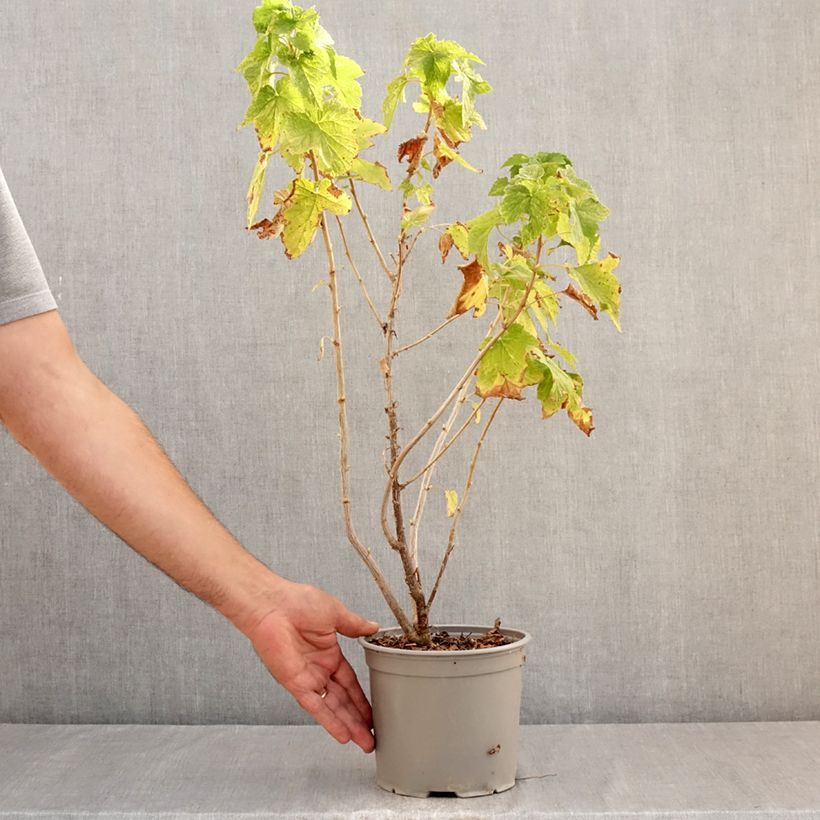 Ejemplar de Ribes americanum Variegatum Maceta 3L/4L entregado en verano
