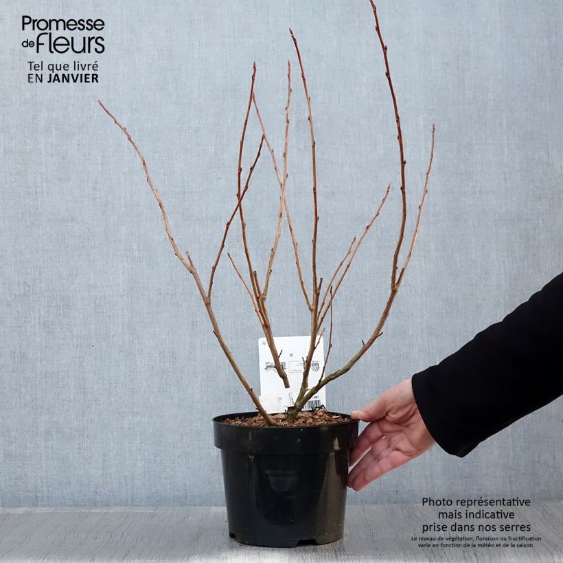 Ribes gordonianum - Grosella dorada Maceta 3L/4L Ejemplar entregado en invierno