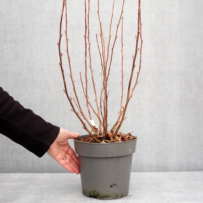 Ribes sanguineum Amore - Grosellero de invierno Maceta 4L/5L Ejemplar entregado en invierno