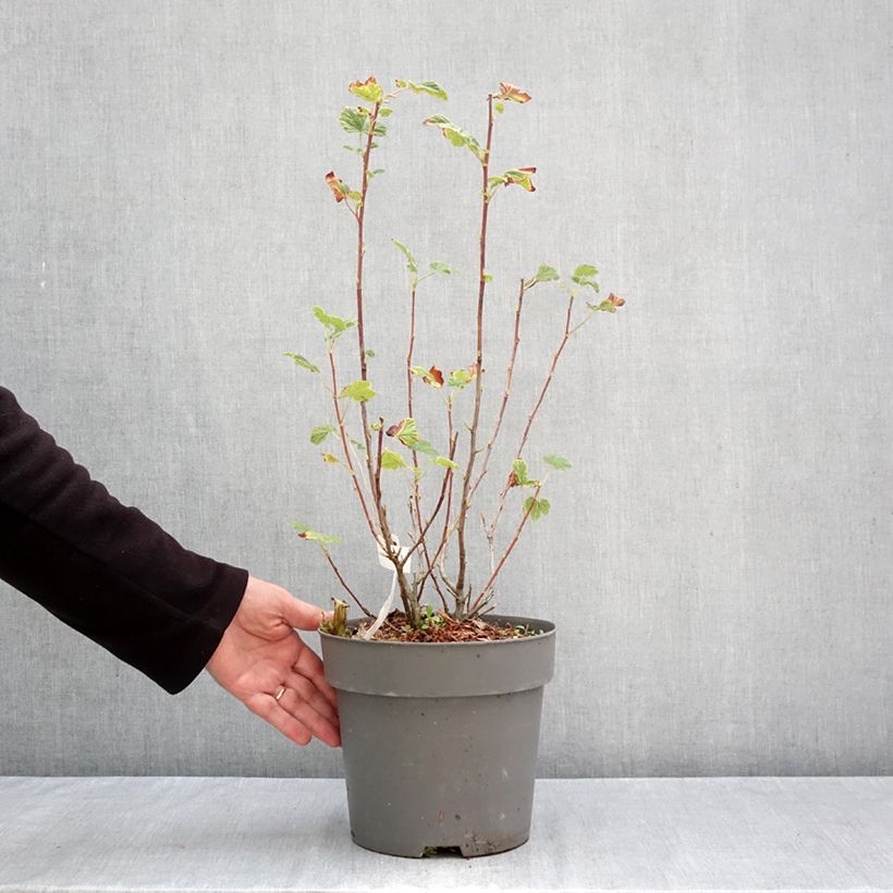 Ejemplar de Ribes sanguineum Amore - Grosellero de invierno Maceta 4L/5L entregado en otoño