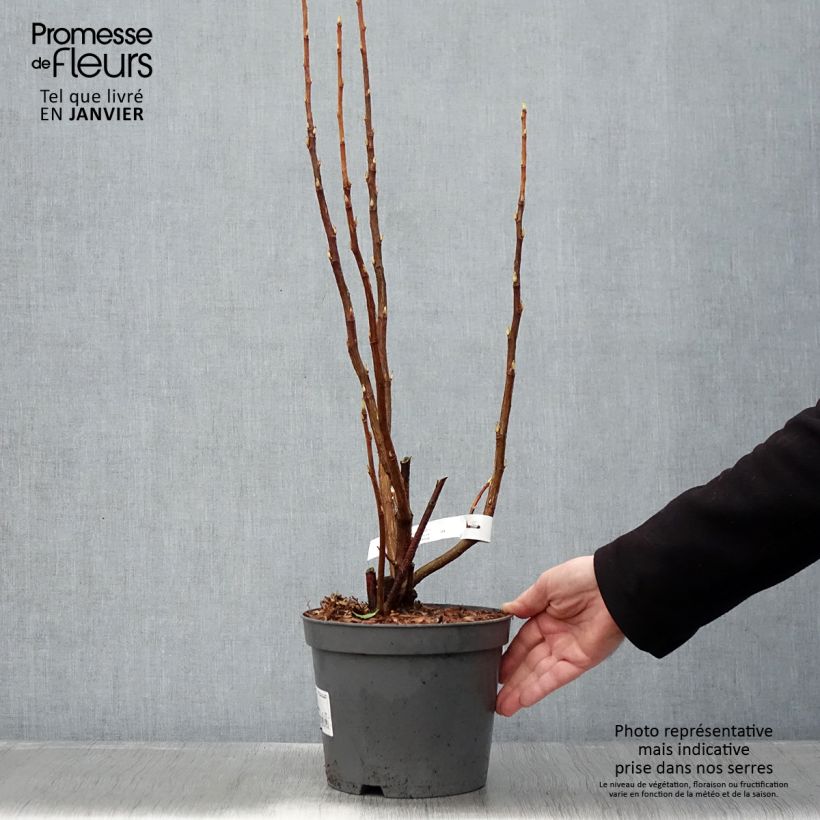 Ribes sanguineum - Grosellero de invierno Maceta 3L/4L Ejemplar entregado en invierno