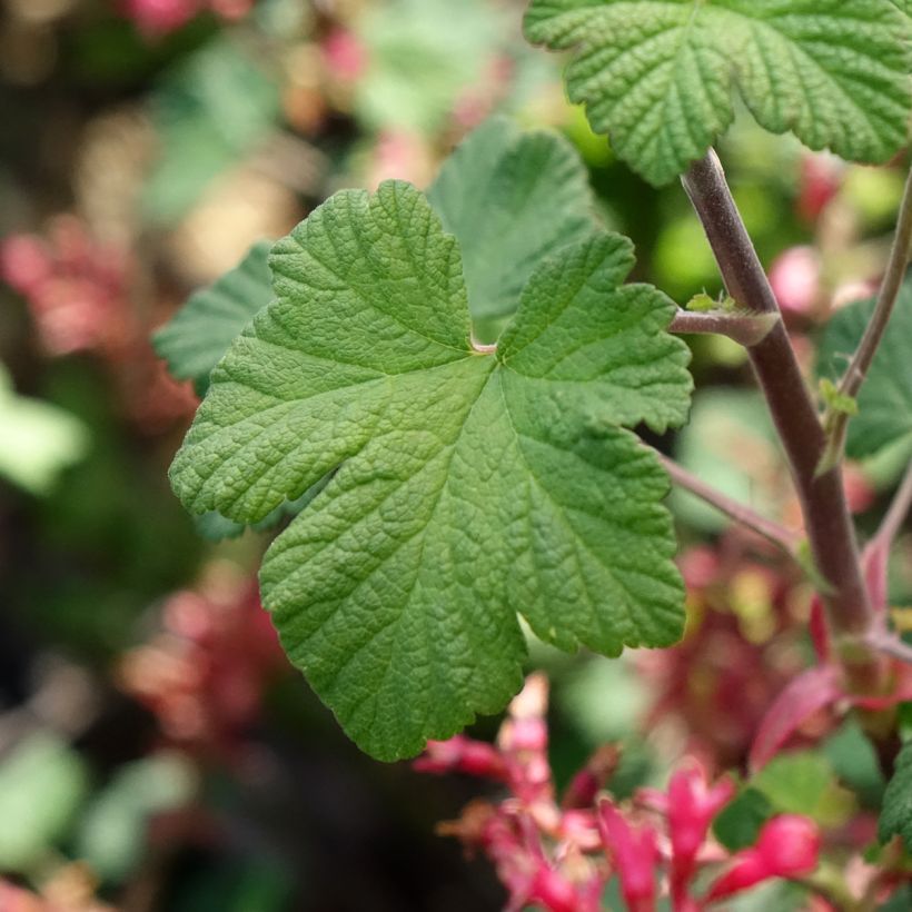 Ribes sanguineum Johannie PinkPomp - Grosellero de invierno (Follaje)