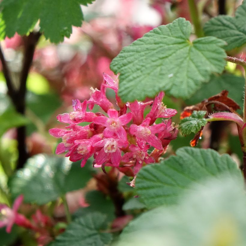 Ribes sanguineum Johannie PinkPomp - Grosellero de invierno (Floración)