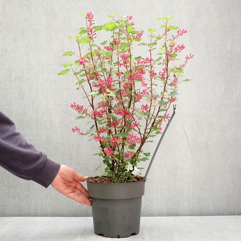 Ribes sanguineum Johannie PinkPomp - Grosellero de invierno Maceta 4L/5L Ejemplar entregado en la primavera
