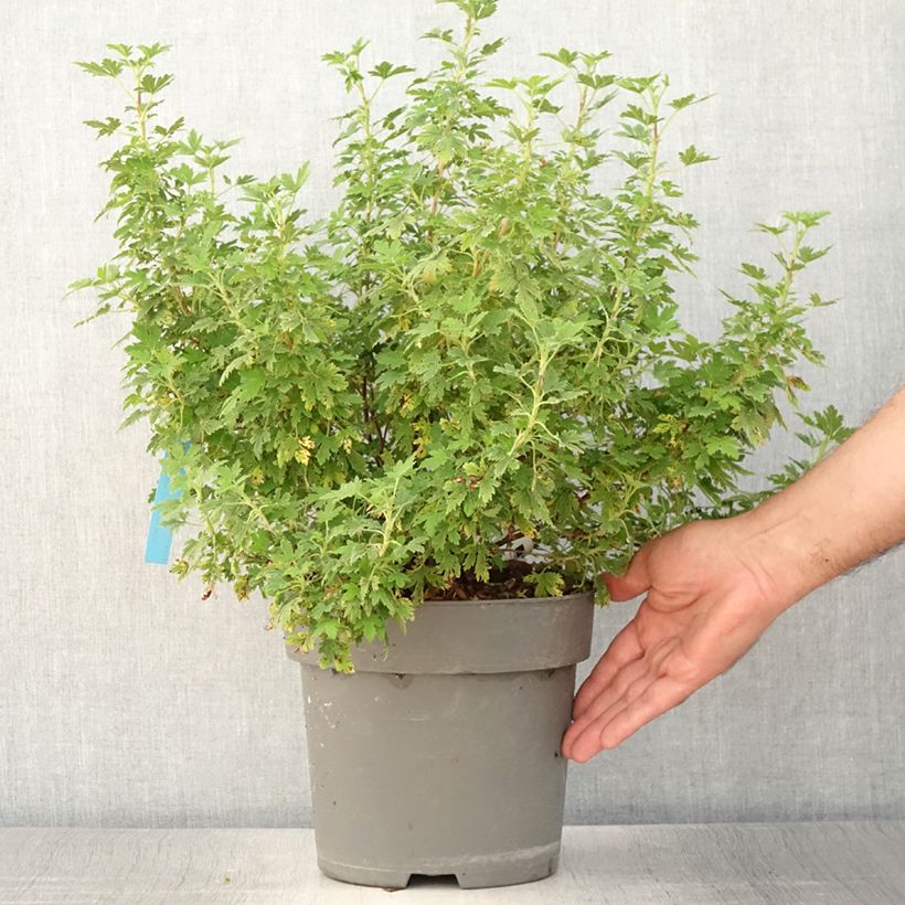 Ejemplar de Ribes sanguineum Oregon Snowflake - Grosellero de invierno Maceta 3L/4L entregado en verano