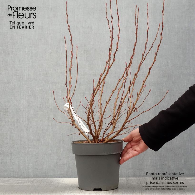 Ribes sanguineum Oregon Snowflake - Grosellero de invierno Maceta 3L/4L Ejemplar entregado en invierno