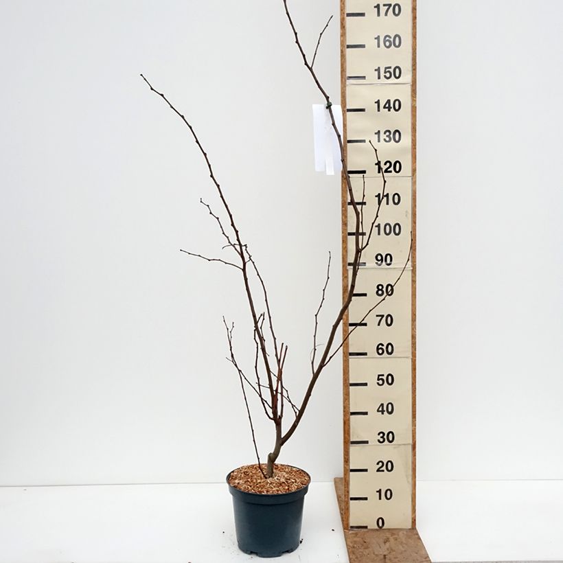 Robinia margaretta Georgia da Torino - Acacia falsa Maceta 7,5L/10L Ejemplar entregado en invierno