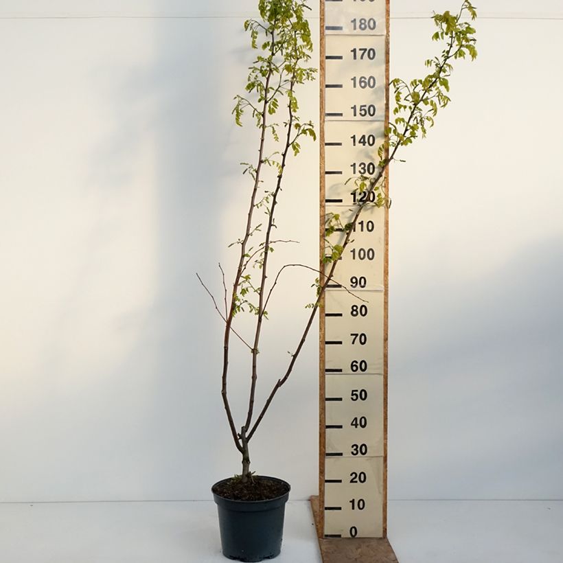 Robinia margaretta Georgia da Torino - Acacia falsa Maceta 7,5L/10L Ejemplar entregado en la primavera