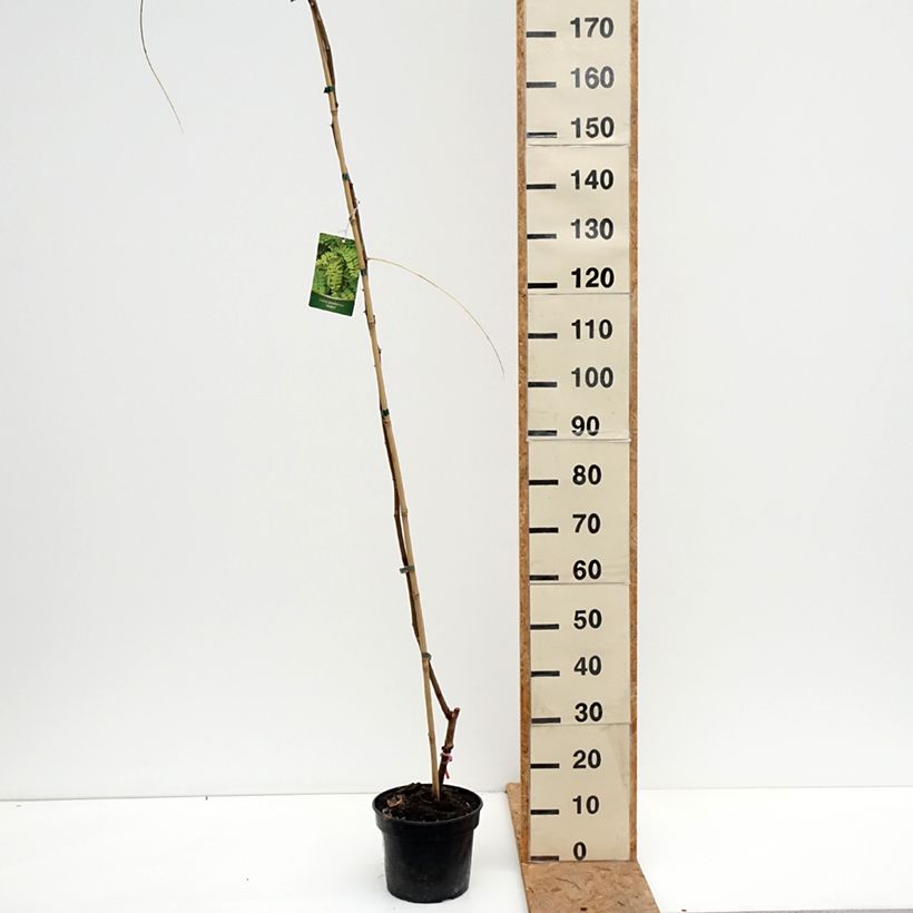 Ejemplar de Robinia pseudoacacia Altdorf - Falsa acacia Maceta 4L/5L entregado en otoño