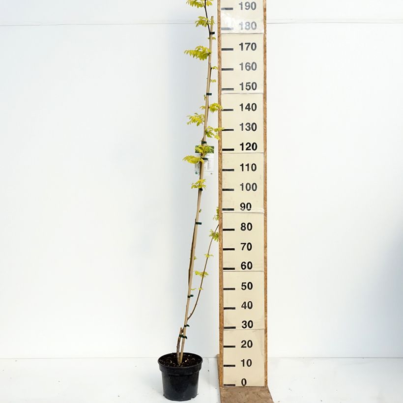 Robinia pseudoacacia Altdorf - Falsa acacia Maceta 4L/5L Ejemplar entregado en la primavera