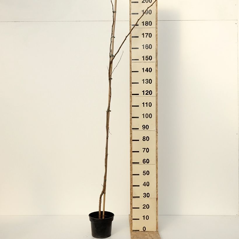 Robinia pseudoacacia Altdorf - Falsa acacia Maceta 4L/5L Ejemplar entregado en invierno