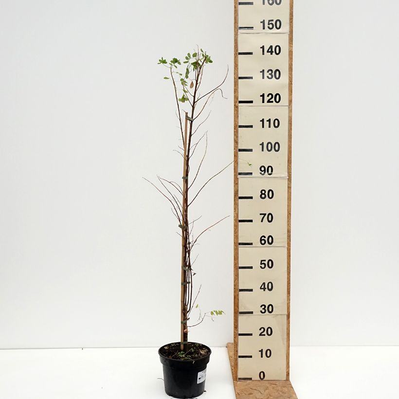 Ejemplar de Robinia pseudoacacia Coluteoides - Falsa acacia Maceta 4L/5L entregado en otoño