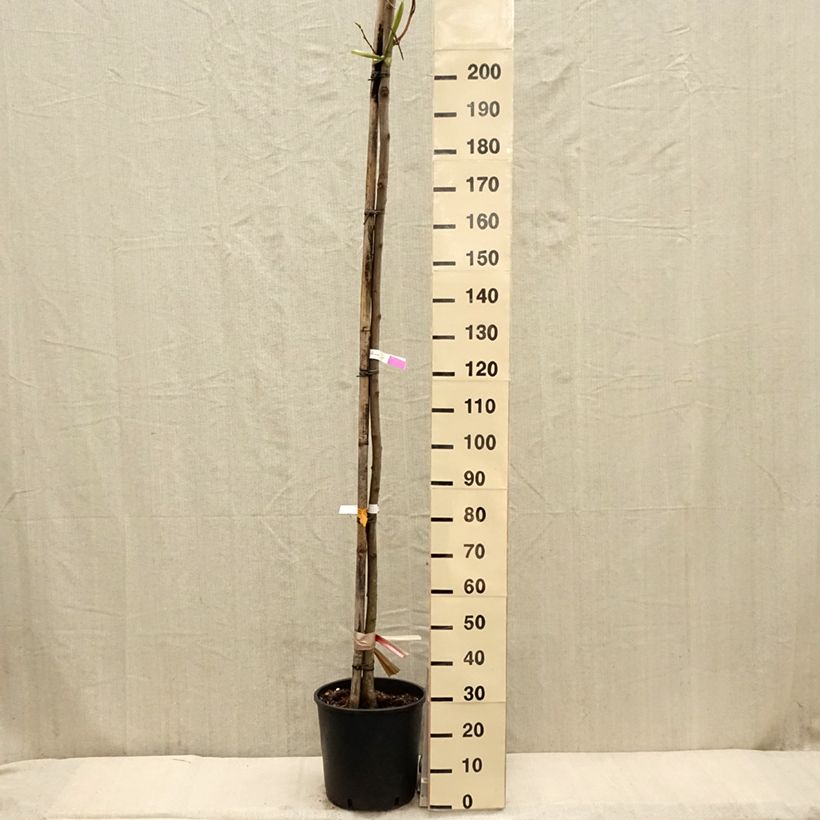 Robinia pseudoacacia Frisia - Falsa acacia Maceta 12L/15L, Arból joven Ejemplar entregado en la primavera