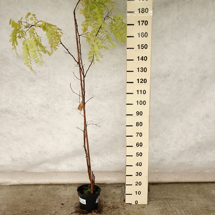 Ejemplar de Robinia pseudoacacia Frisia - Falsa acacia Maceta 4L/5L entregado en verano