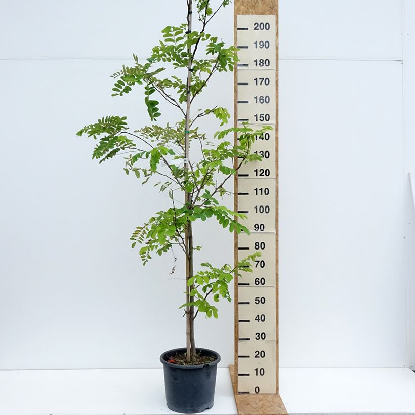 Ejemplar de Robinia pseudoacacia Frisia - Falsa acacia Maceta 12L/15L, Arból joven entregado en verano