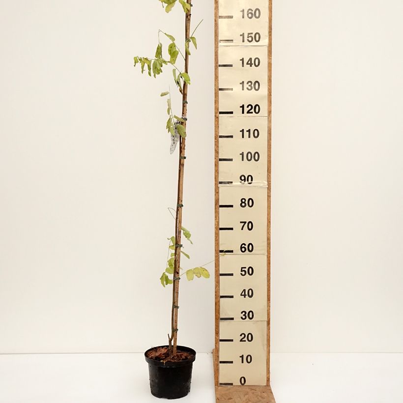 Ejemplar de Robinia pseudoacacia Frisia - Falsa acacia Maceta 4L/5L entregado en otoño