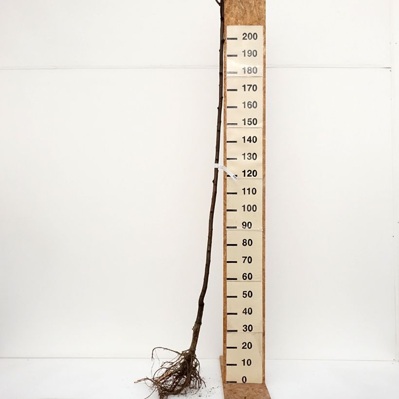 Robinia pseudoacacia Frisia - Falsa acacia Raíces desnudas Ejemplar entregado en invierno