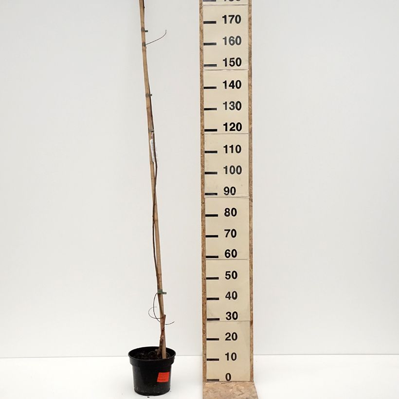 Robinia pseudoacacia Karolina Zamoyska - Falsa acacia Maceta 4L/5L Ejemplar entregado en invierno
