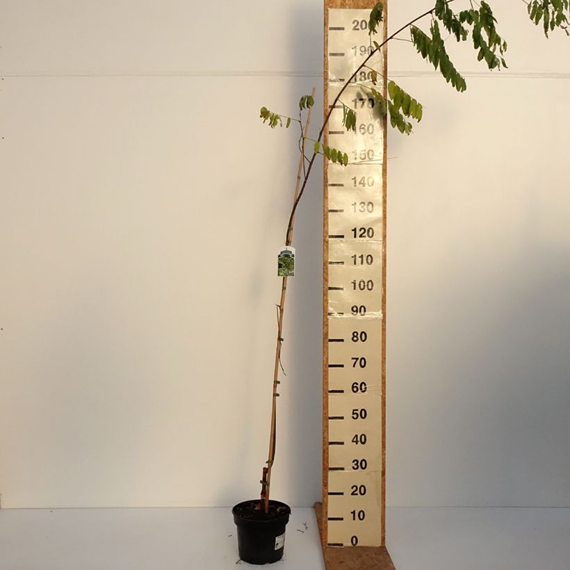 Ejemplar de Robinia pseudoacacia Karolina Zamoyska - Falsa acacia Maceta 4L/5L entregado en otoño