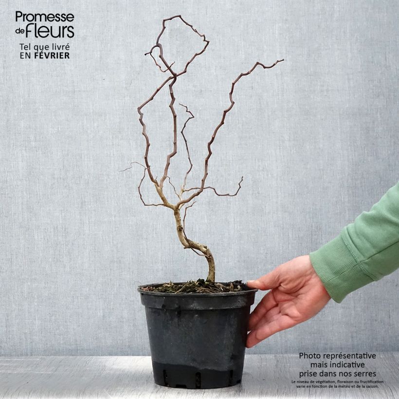 Robinia pseudoacacia Twisty Baby Lace Lady - Falsa acacia Maceta 3L/4L Ejemplar entregado en invierno