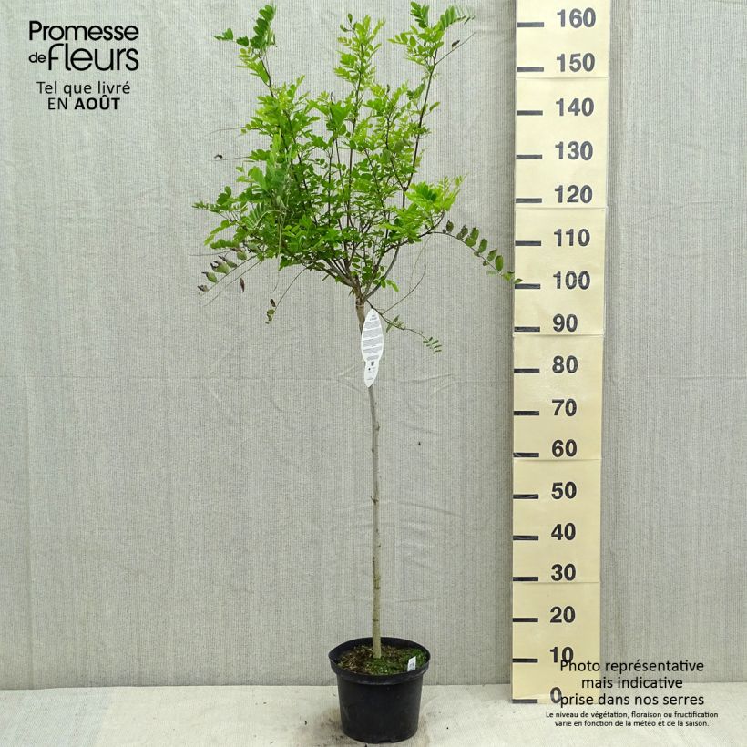 Ejemplar de Robinia pseudoacacia Umbraculifera - Falsa acacia Maceta 4L/5L, Medio tallo entregado en verano